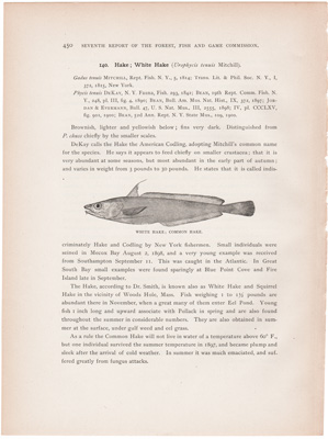 WHITE HAKE, COMMON HAKE